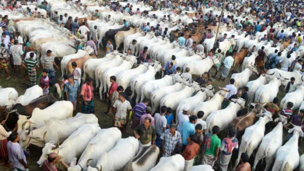 পশুর হাট