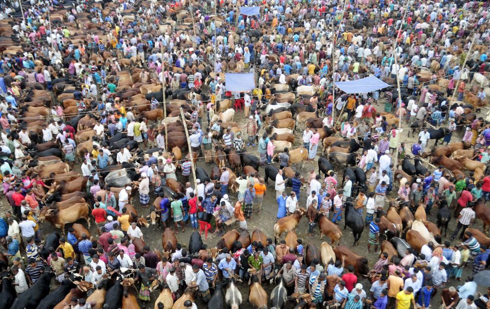 07-09-16-Bogra_Cow Hat-2